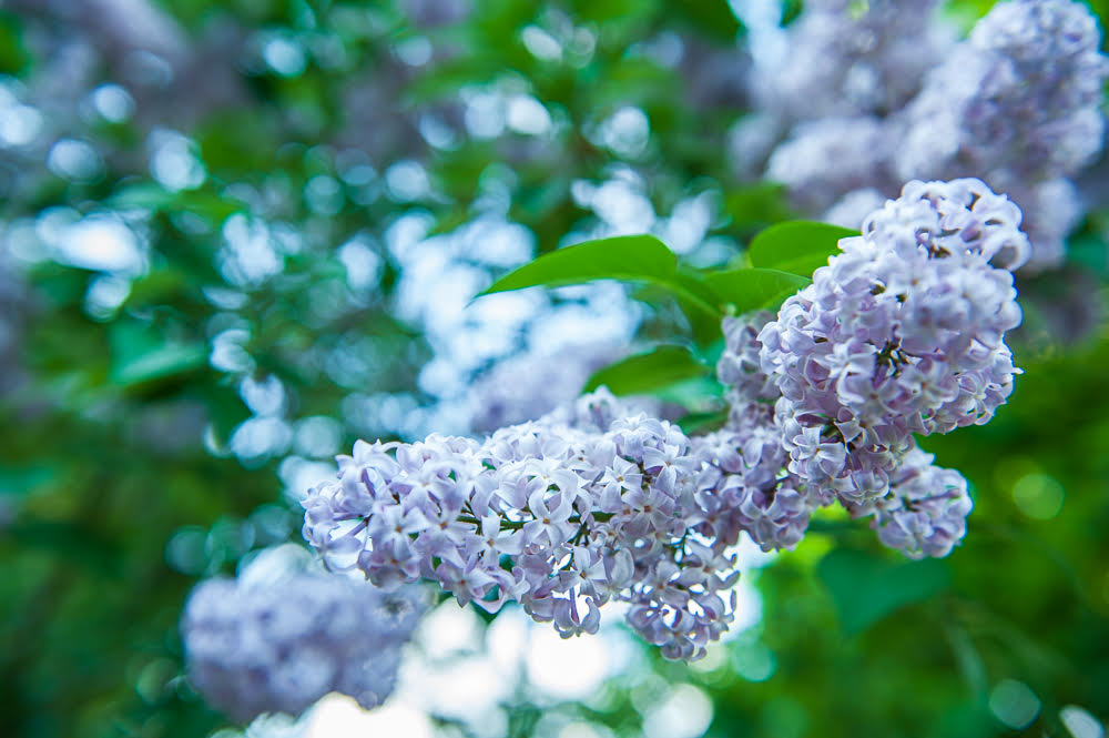 Lilacs bloom briefly, but fully. For Shulamit, their arrival marks her favorite time of year, a reminder that growth has its seasons and flourishing cannot be rushed.